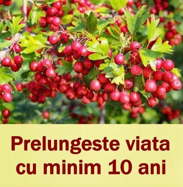 Păducelul sau Doctorul Inimii cum îl numesc doctorii francezi  spun că le prelungeşte viaţa cu minimum 10 ani