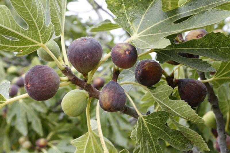 Ce se intampla daca plantezi un smochin sau daca ai deja unul in curte  nimeni nu stia