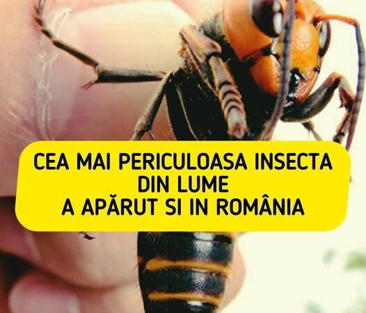 Atenție Mare O Insectă Mortală și Extrem de Periculoasă a Fost Depistată în România