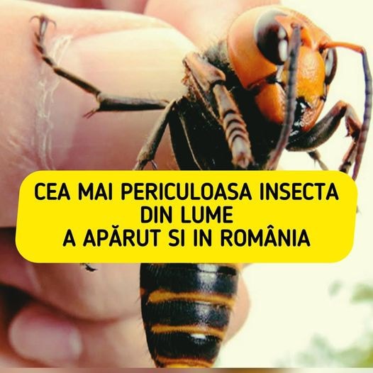 Atenție Mare O Insectă Mortală și Extrem de Periculoasă a Fost Depistată în România