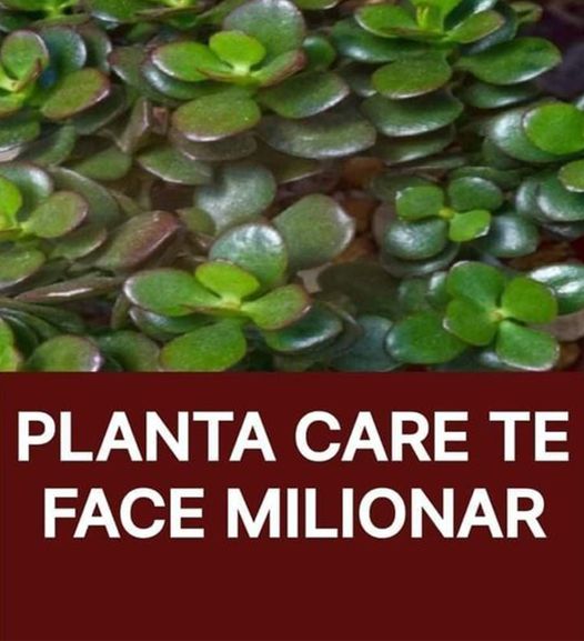 Ai planta asta în casă Te poate face milionar Foarte mulți români o au dar nu știu că poate atrage câștiguri financiare uriașe