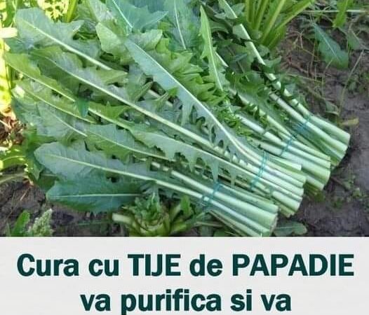 Urmaţi o cură cu TIJE de PĂPĂDIE  vă purifică şi vă vindecă tot organismul