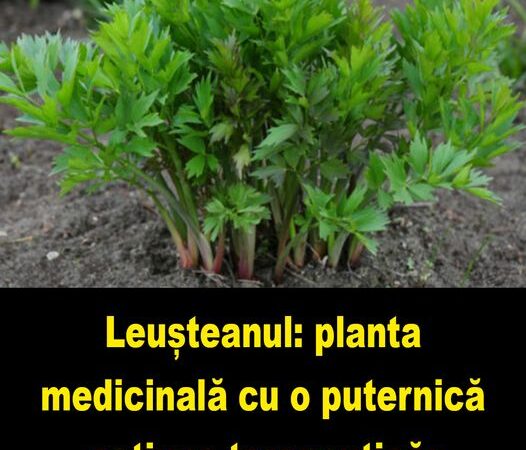 Leușteanul  planta medicinală cu o puternică acțiune terapeutică Cum trebuie folosit