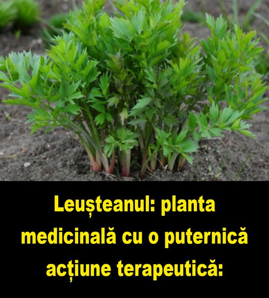 Leușteanul  planta medicinală cu o puternică acțiune terapeutică Cum trebuie folosit