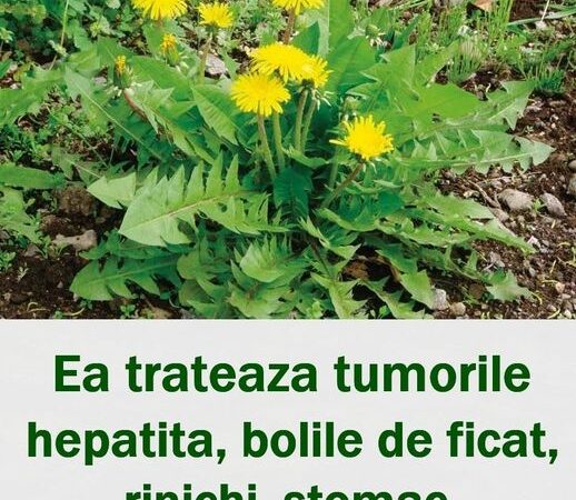 Ea tratează tumorile hepatita bolile de ficat rinichi stomac Iată cum să o pregătești