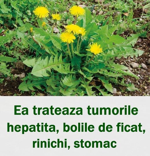 Ea tratează tumorile hepatita bolile de ficat rinichi stomac Iată cum să o pregătești