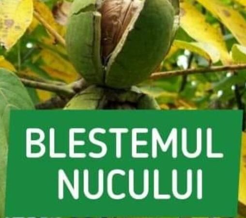 Legenda Nucului. Care Este Blestemul Celui Care Plantează Un Nuc În Curte. De Ce Nu E Bine Să Tai Nucii