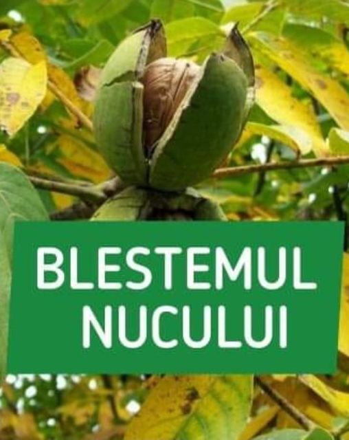 Legenda Nucului. Care Este Blestemul Celui Care Plantează Un Nuc În Curte. De Ce Nu E Bine Să Tai Nucii