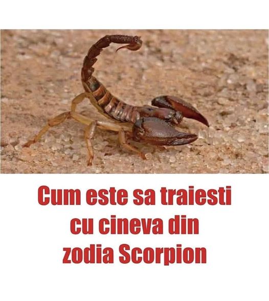 Cum este sa traiesti cu cineva din zodia Scorpion ce obiceiuri are