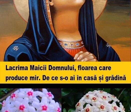 LACRIMA MAICII DOMNULUI FLOAREA CARE PRODUCE MIR. DE CE S-O AI ÎN CASĂ ȘI GRĂDINĂ.