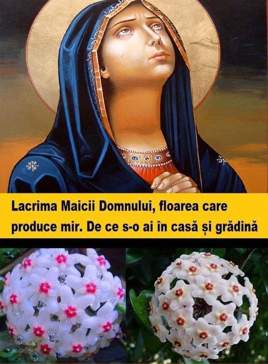 LACRIMA MAICII DOMNULUI FLOAREA CARE PRODUCE MIR. DE CE S-O AI ÎN CASĂ ȘI GRĂDINĂ.