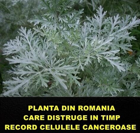 Planta din România care distruge în timp record celulele canceroase