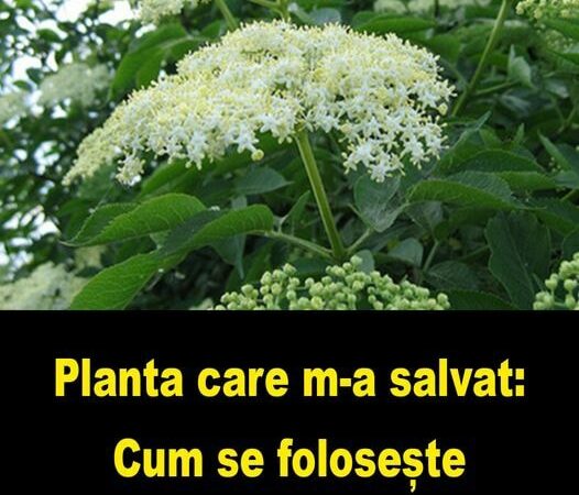 O poveste despre viață și moarte  Planta care m-a salvat de la moarte