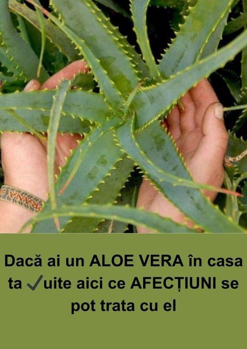 Puterea Terapeutică a Frunzelor de ALOE Aloe arborescens Utilizări și Rețete Benefice