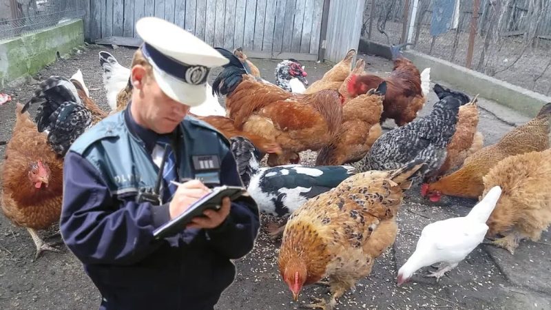 Câte păsări poţi creşte într-o curte. La ce distanţă de vecini trebuie ţinute se dau amenzi mari