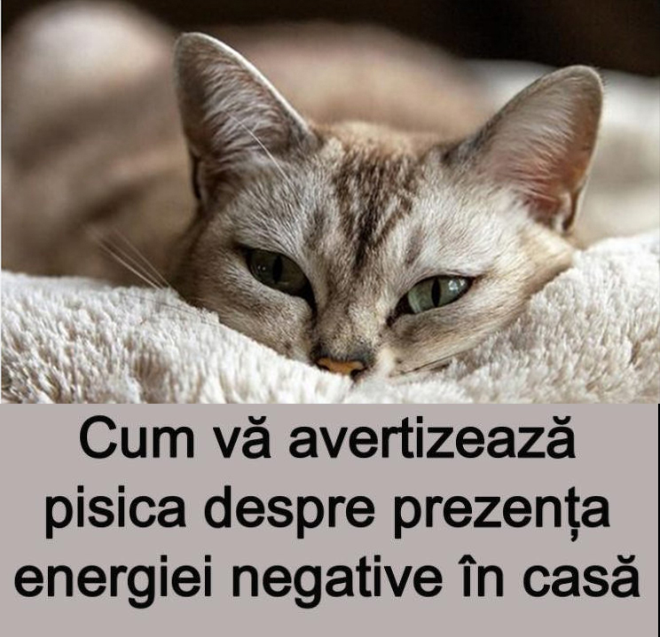 Cum te avertizează pisica despre prezența energiei negative în casă