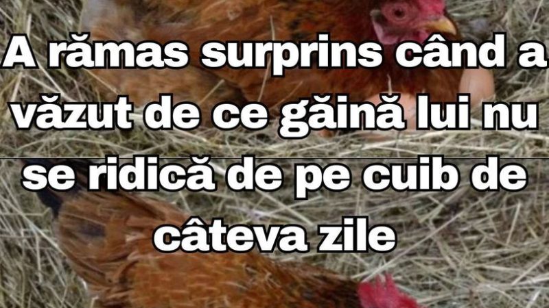 Ce a găsit un fermier sub o găină care nu se mai ridicase zile la rând de pe cuib i-a surprins până şi pe vecini