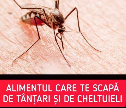 Alimentul care te ține departe de țânțari chiar și când ai geamurile deschise. Trucul care te scapă de cheltuieli