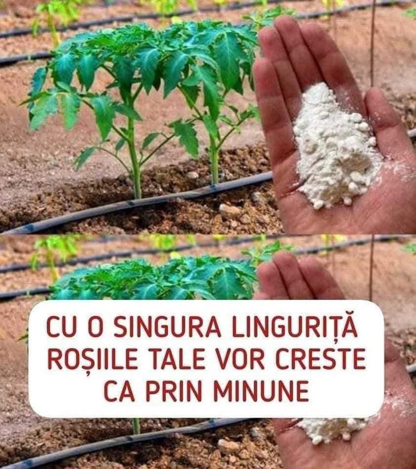 Cum Poți Obține Roșii Dulci Și Sănătoase Cu Ajutorul Apei Și Bicarbonatului De Sodiu