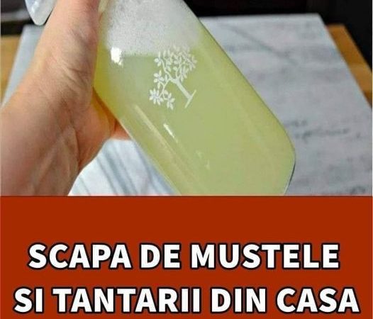 În casa ta nu vor mai fi niciodată muște țânțari sau gândaci de bucătărie. Amestecul natural care le alungă pe vecie