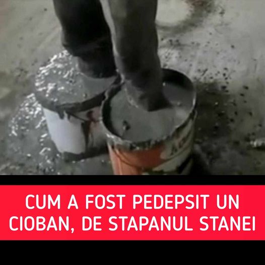 Cioban pedepsit în stil mafiot. Proprietarul stânei l-a băgat cu picioarele în ciment