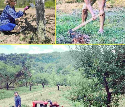 Întoarcerea la rădăcini Dragoș Bucur și Dana Nălbaru se angajează în lucrările de la casa de la tară