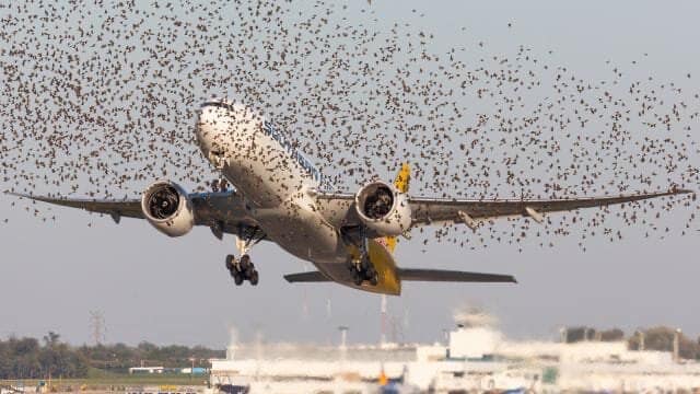 Pilotul a început să plângă când a înțeles de ce păsările nu-l lăsau în pace pe avion