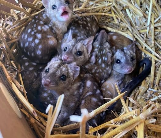 Grupul găsește niște creaturi cu pete neobișnuite într-un cuib  se apropie să le examineze mai bine și rămân fără cuvinte când își dau seama ce fel de animale sunt