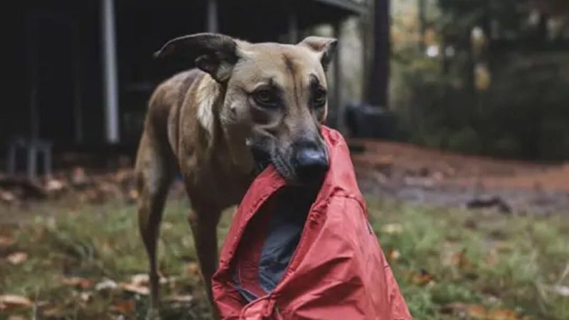 PATRU ANI DUPĂ CE SOȚUL MEU A DISPĂRUT CÂINELE LUI MI-A ADUS JACHETA PE CARE O PURTA ÎN ZIUA ÎN CARE A DISPĂRUT